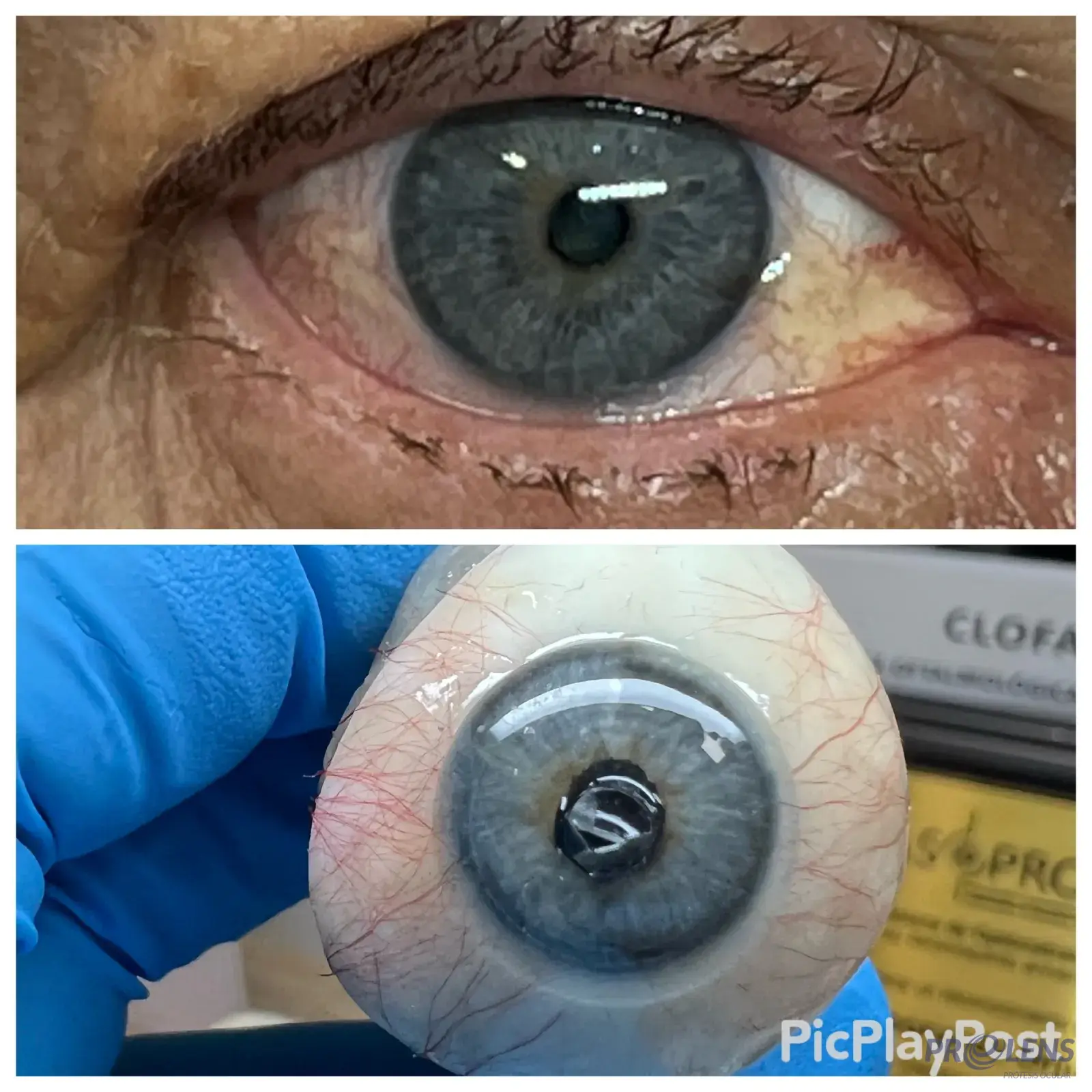 Iris pintado a mano con alta fidelidad